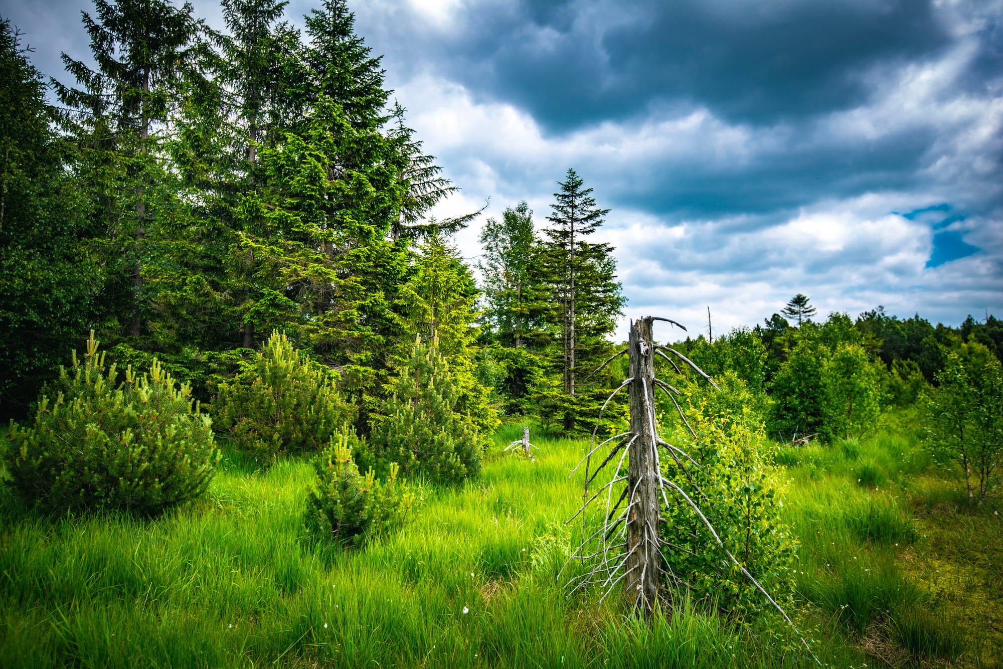 Fernblick. Im Moor verliert man sich. Und findet sich wieder.